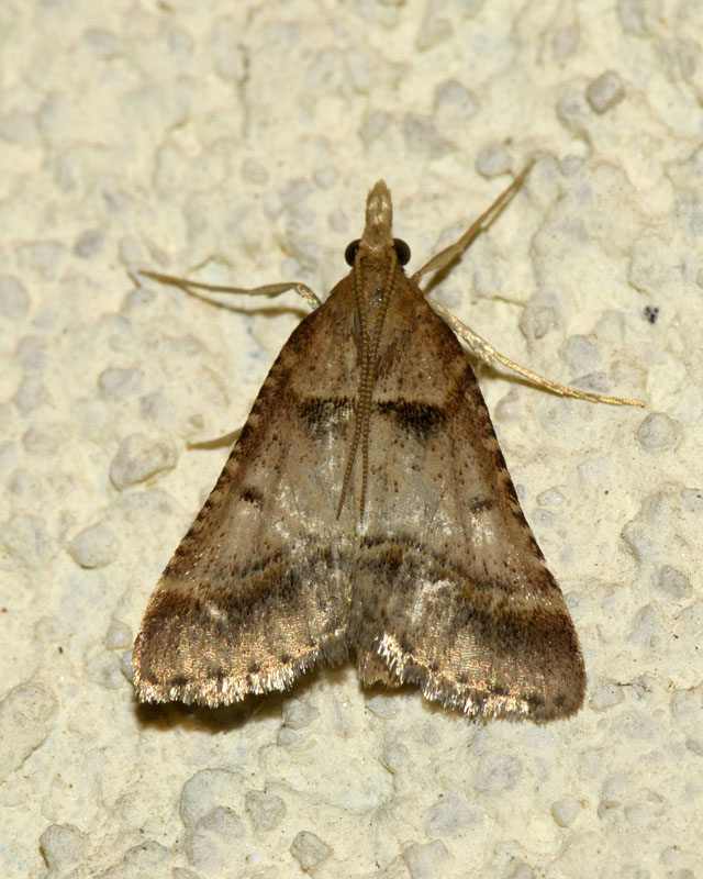 Falena da determinare - Stemmatophora brunnealis